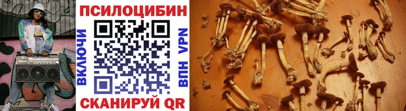 Галлюциногенные грибы Psilocybe  Купить закладки  Данков 